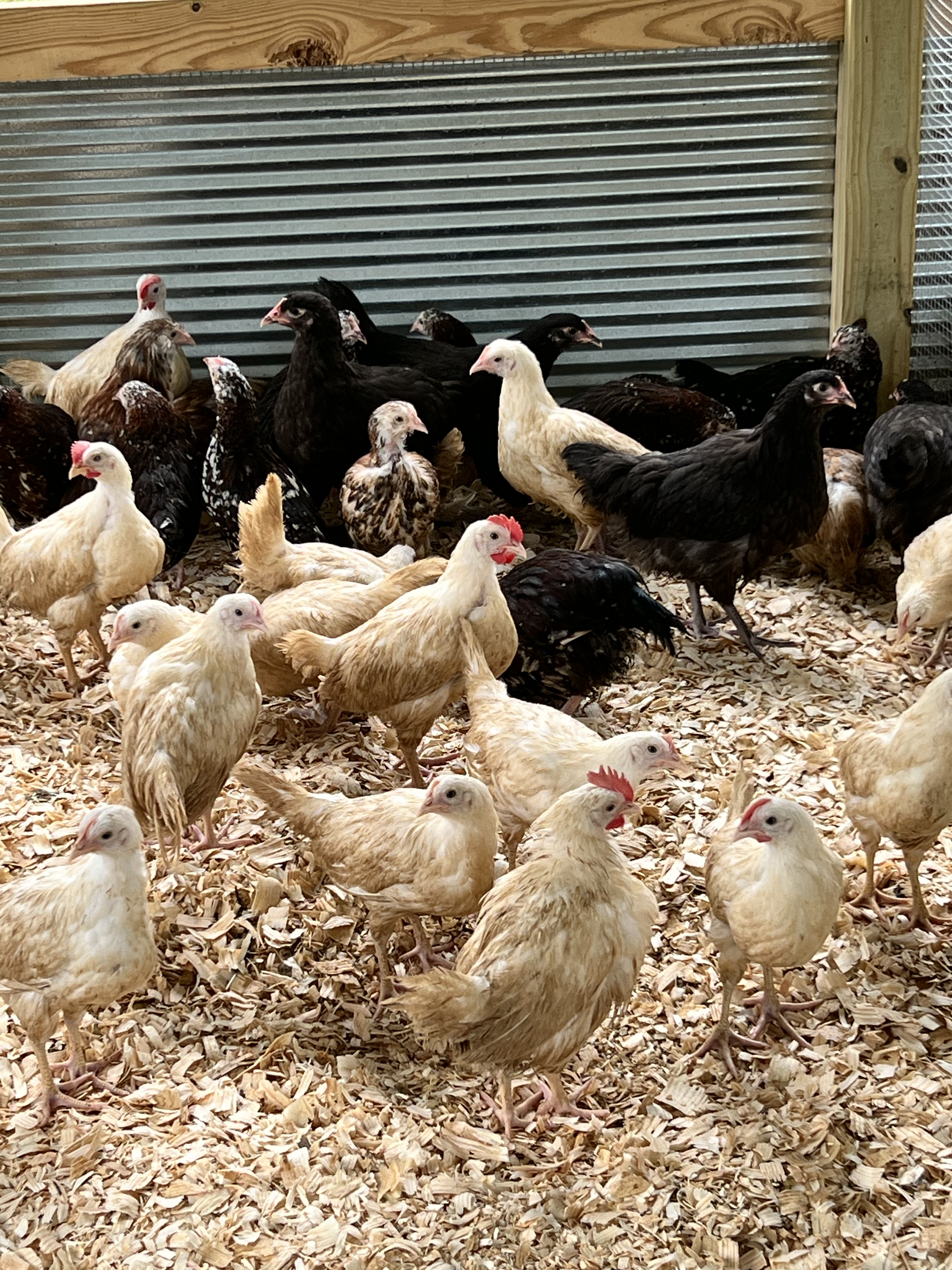 Farm poultry