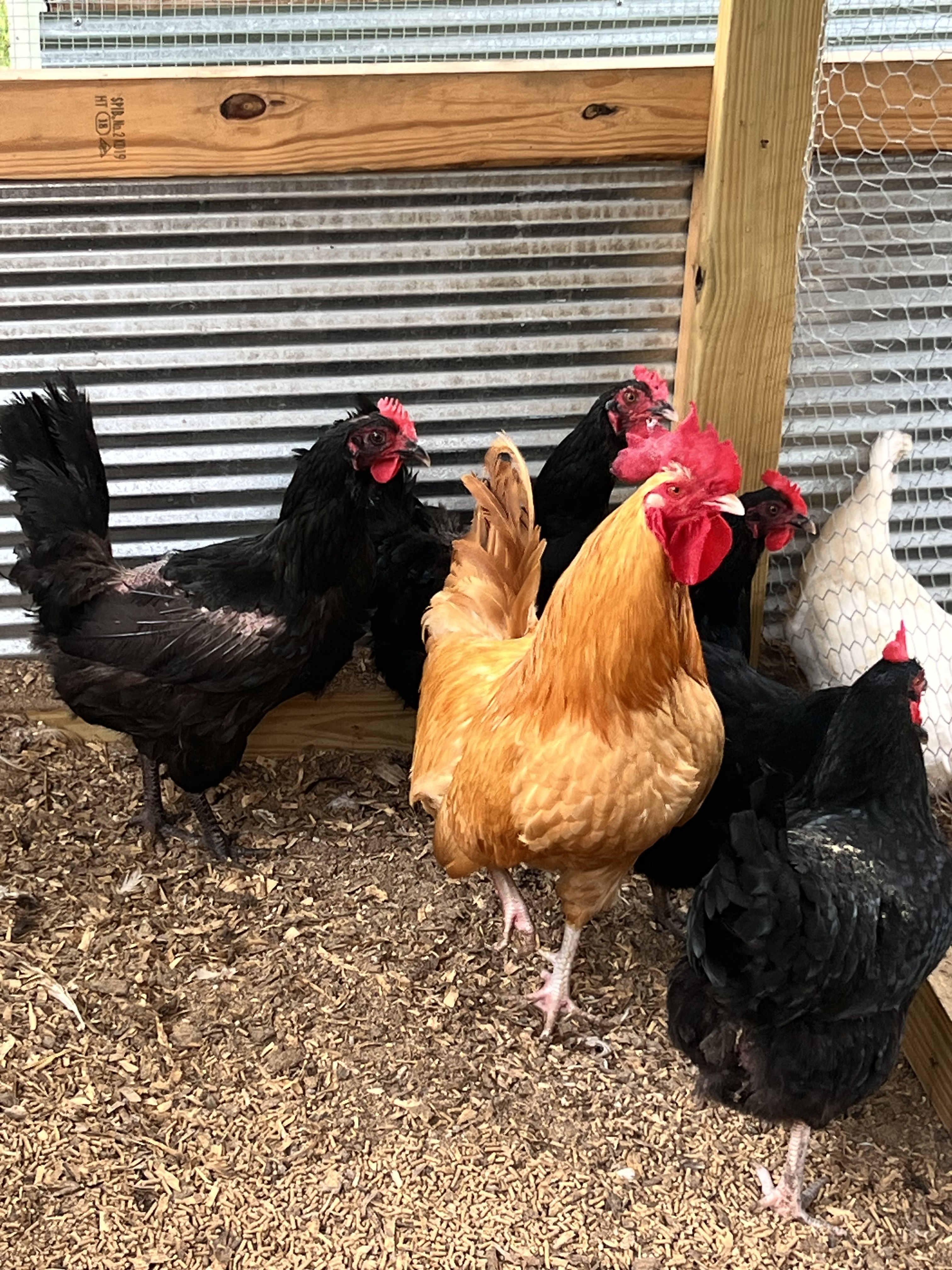 Farm livestock